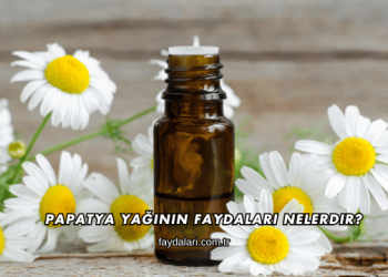 Papatya Yağının Faydaları Nelerdir?