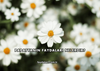 Papatyanın Faydaları Nelerdir?