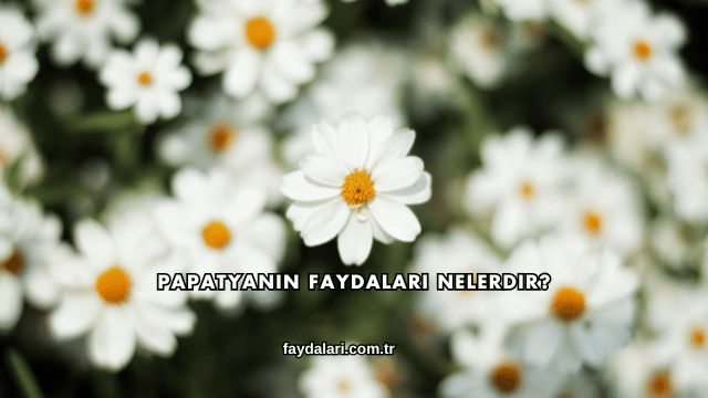 Papatyanın Faydaları Nelerdir?