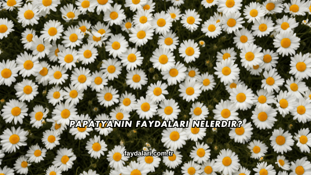 Papatyanın Faydaları Nelerdir?