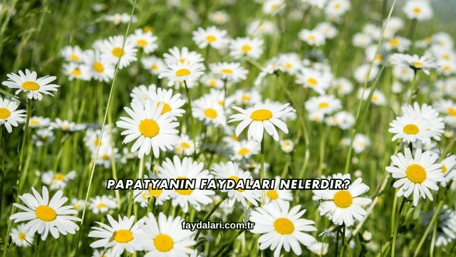 Papatyanın Faydaları Nelerdir?