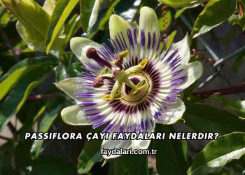 Passiflora Çayı Faydaları Nelerdir?