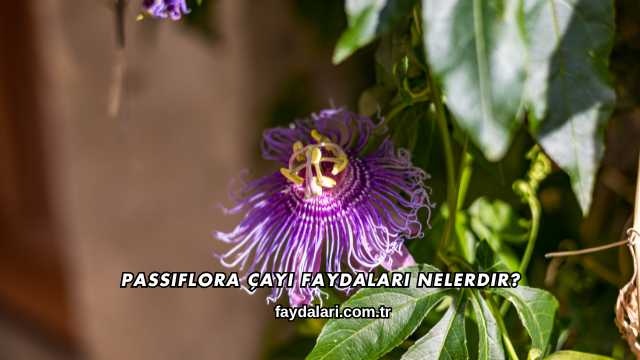 Passiflora Çayı Faydaları Nelerdir?