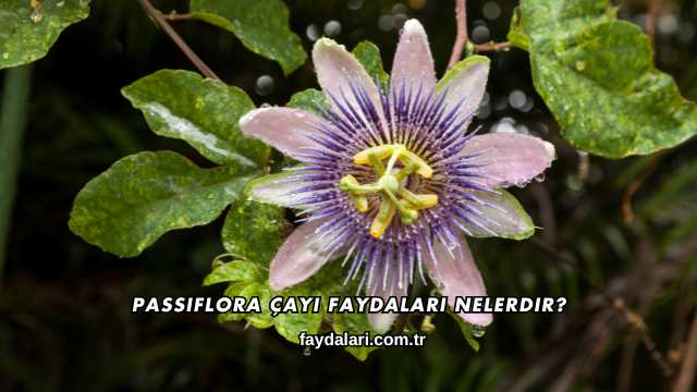 Passiflora Çayı Faydaları Nelerdir?