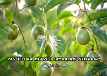 Passiflora Meyvesi Faydaları Nelerdir?