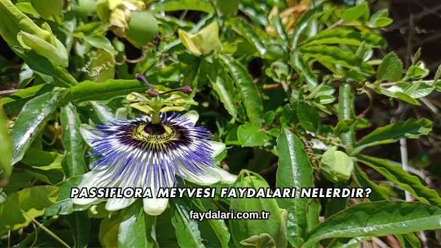 Passiflora Meyvesi Faydaları Nelerdir?