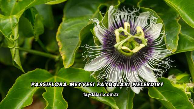Passiflora Meyvesi Faydaları Nelerdir?