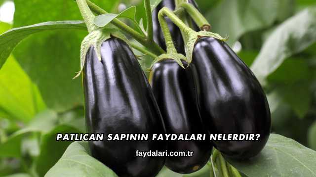 Patlıcan Sapının Faydaları Nelerdir?