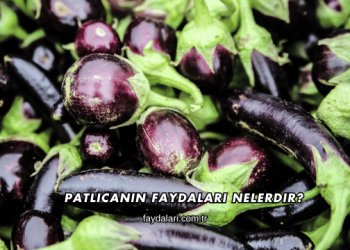 Patlıcanın Faydaları Nelerdir?