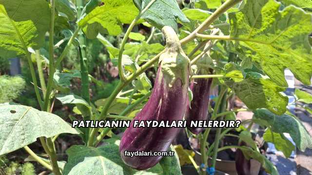 Patlıcanın Faydaları Nelerdir?