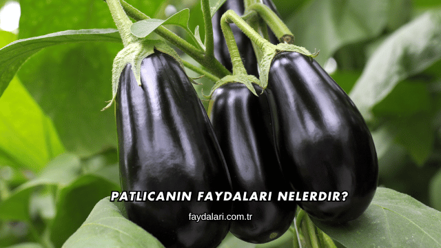 Patlıcanın Faydaları Nelerdir?