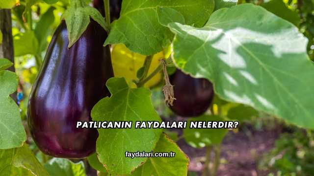 Patlıcanın Faydaları Nelerdir?