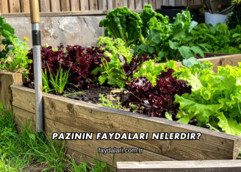 Pazının Faydaları Nelerdir?