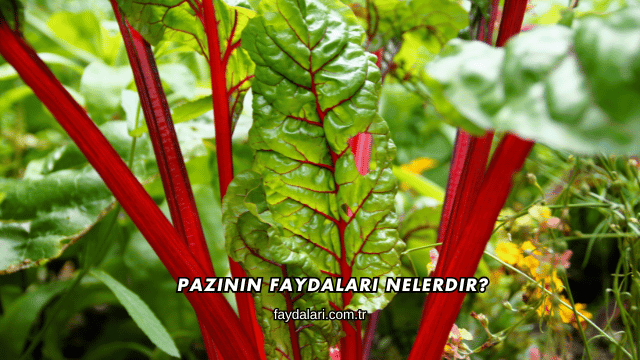 Pazının Faydaları Nelerdir?