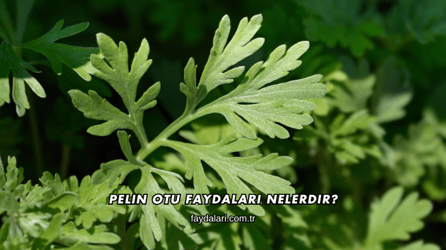 Pelin Otu Faydaları Nelerdir?