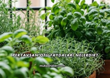 Peryavşan Otu Faydaları Nelerdir?
