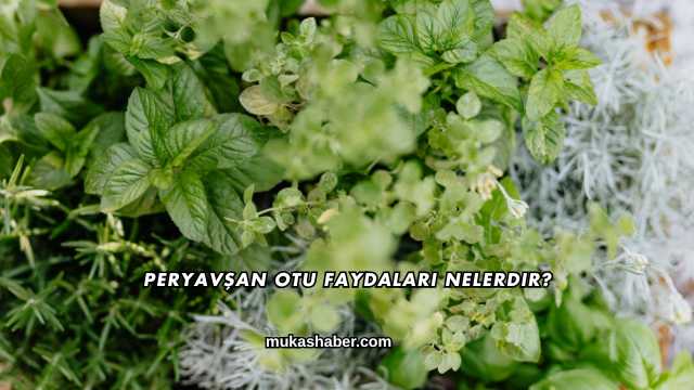 Peryavşan Otu Faydaları Nelerdir?