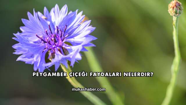 Peygamber Çiçeği Faydaları Nelerdir?