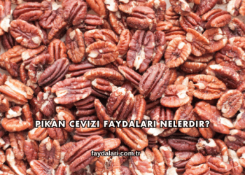 Pikan Cevizi Faydaları Nelerdir?