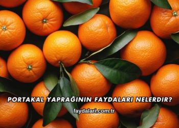 Portakal Yaprağının Faydaları Nelerdir?