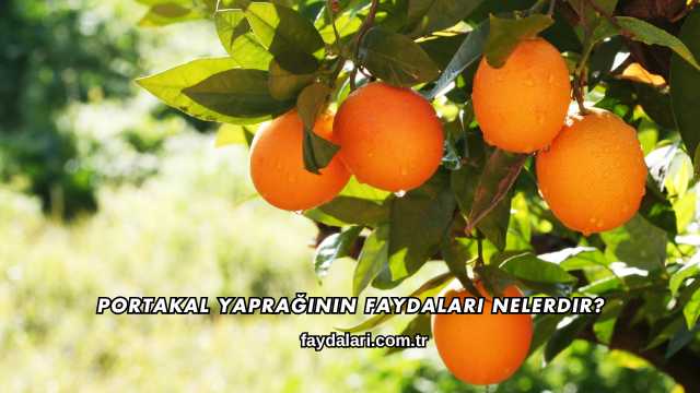 Portakal Yaprağının Faydaları Nelerdir?