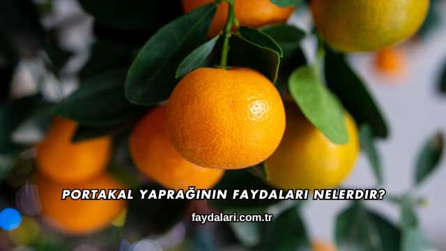 Portakal Yaprağının Faydaları Nelerdir?