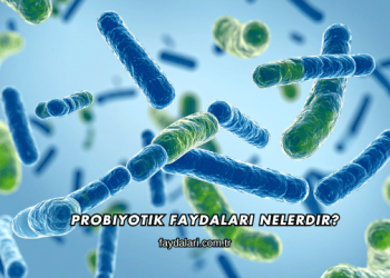 Probiyotik Faydaları Nelerdir?