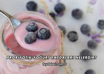 Probiyotik Yoğurt Faydaları Nelerdir?