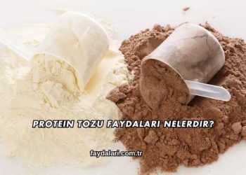 Protein Tozu Faydaları Nelerdir?