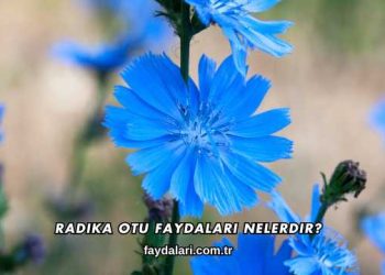 Radika Otu Faydaları Nelerdir?