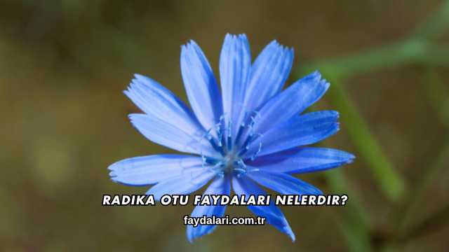 Radika Otu Faydaları Nelerdir?