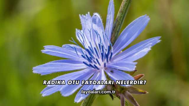 Radika Otu Faydaları Nelerdir?