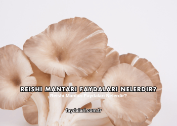 Reishi Mantarı Faydaları Nelerdir?