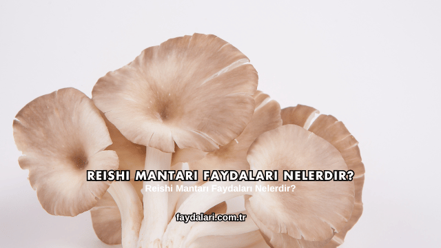 Reishi Mantarı Faydaları Nelerdir?