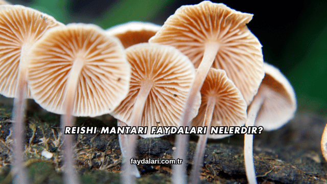 Reishi Mantarı Faydaları Nelerdir?