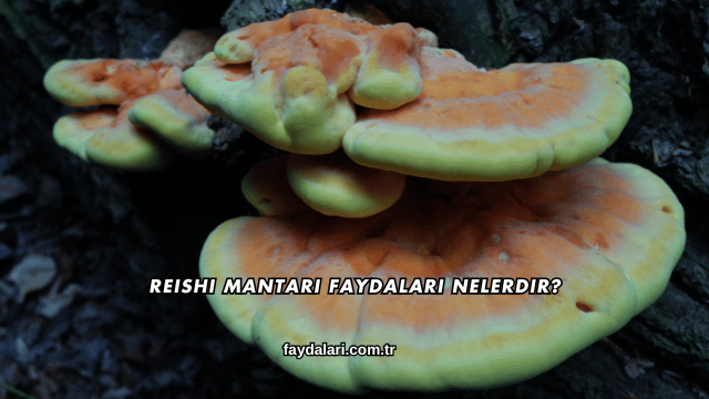 Reishi Mantarı Faydaları Nelerdir?