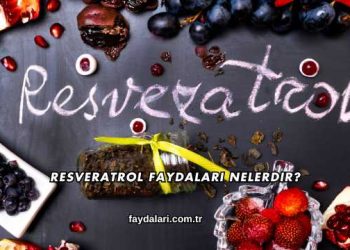 Resveratrol Faydaları Nelerdir?