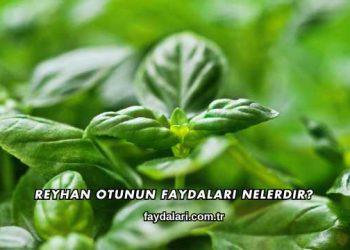 Reyhan Otunun Faydaları Nelerdir?