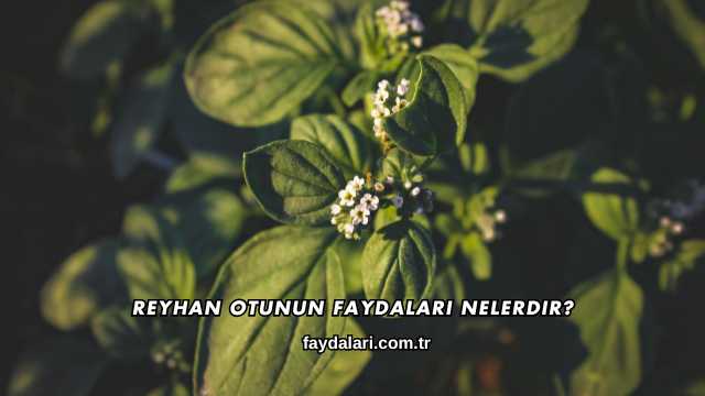 Reyhan Otunun Faydaları Nelerdir?