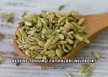 Rezene Tohumu Faydaları Nelerdir?