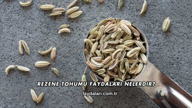 Rezene Tohumu Faydaları Nelerdir?