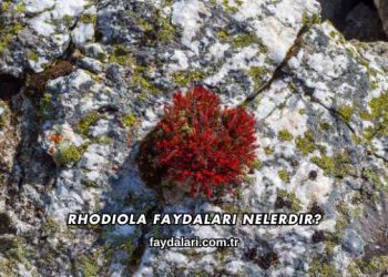 Rhodiola Faydaları Nelerdir?