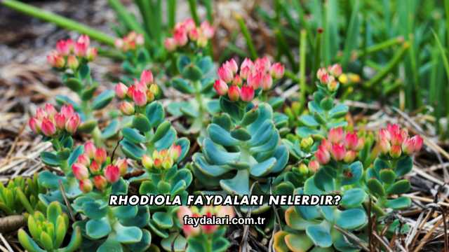 Rhodiola Faydaları Nelerdir?