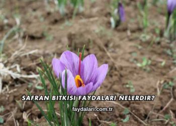 Safran Bitkisi Faydaları Nelerdir?