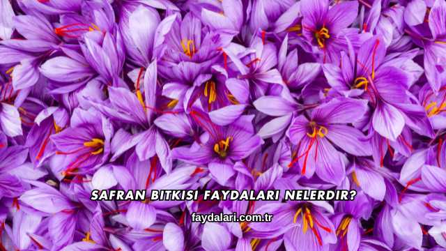 Safran Bitkisi Faydaları Nelerdir?