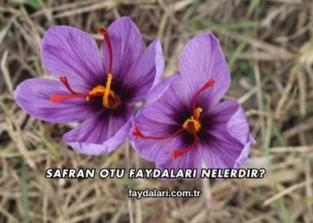 Safran Otu Faydaları Nelerdir?