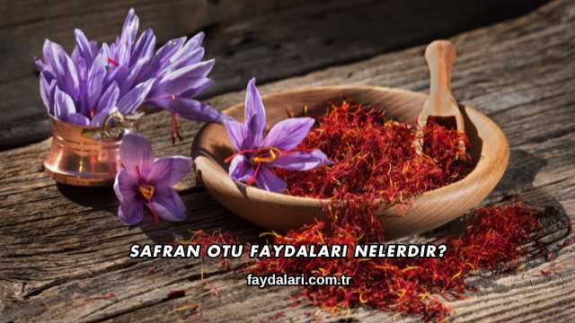 Safran Otu Faydaları Nelerdir?