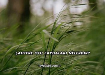 Şahtere Otu Faydaları Nelerdir?