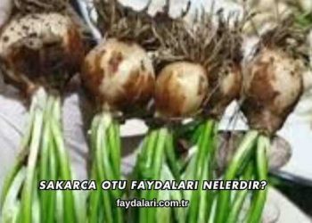 Sakarca Otu Faydaları Nelerdir?