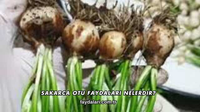 Sakarca Otu Faydaları Nelerdir?